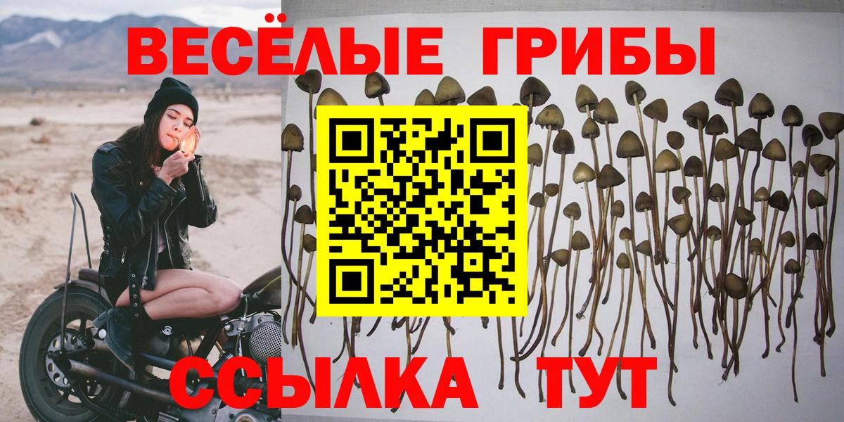 Галлюциногенные грибы Psilocybe Железногорск